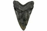Colorful, Fossil Megalodon Tooth - South Carolina #321808-1